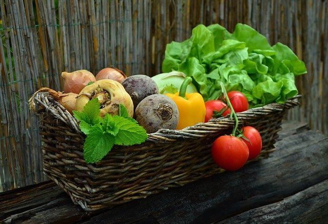 Úroda rajčat, paprik, salátu, cibule i řepy